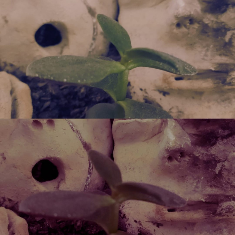 binarytrees - God Is The Cracks Between The Concrete